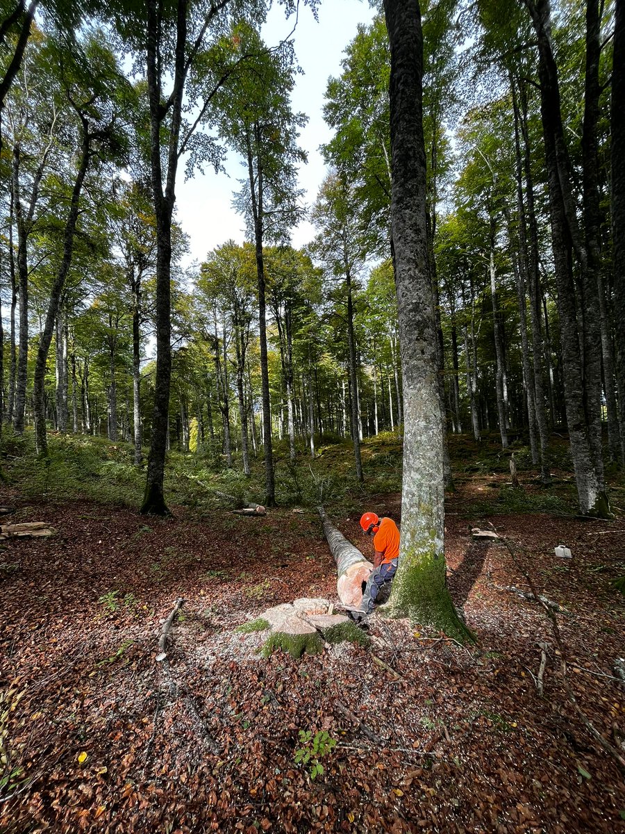 Últimas parcelas de corta para estudio del proyecto llevado a cabo en el <a href="/go_fagus/">Grupo Operativo GO Fagus</a>. 
Parcelas ubicadas en Aezkoa (Navarra).  #gofagus
<a href="/EIPAGRI_SP/">EIP-AGRI Support Facility</a> @mapagob @redrunacional