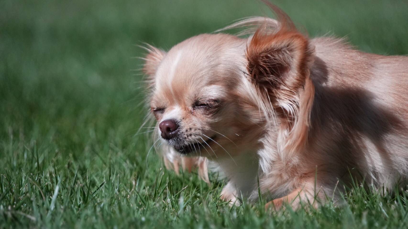 うちのチワワたち Doratenwan Twitter