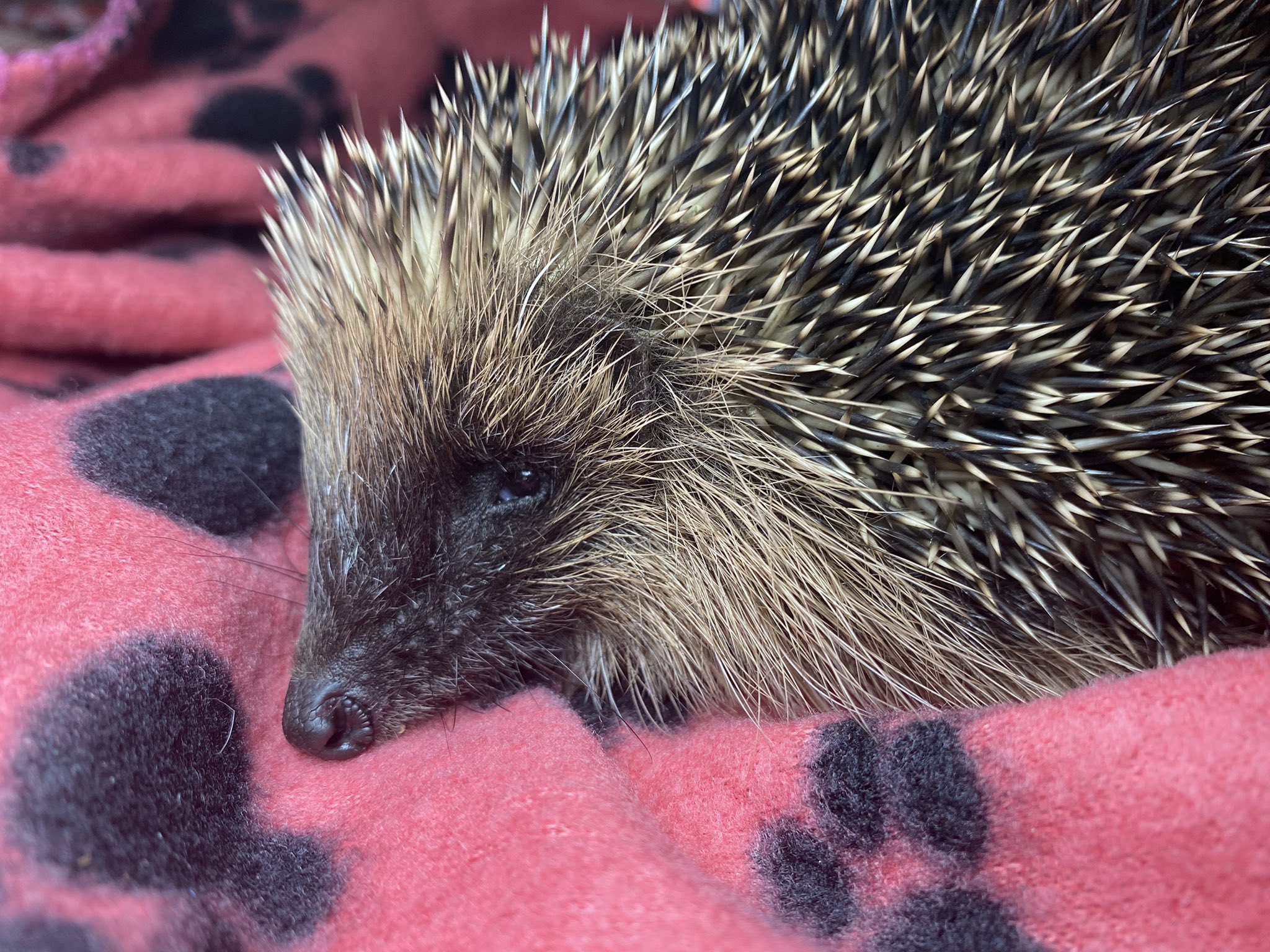 (⫩)Helen Hedgehogs 🦔 on Twitter "This is Moyles (237g) who arrived