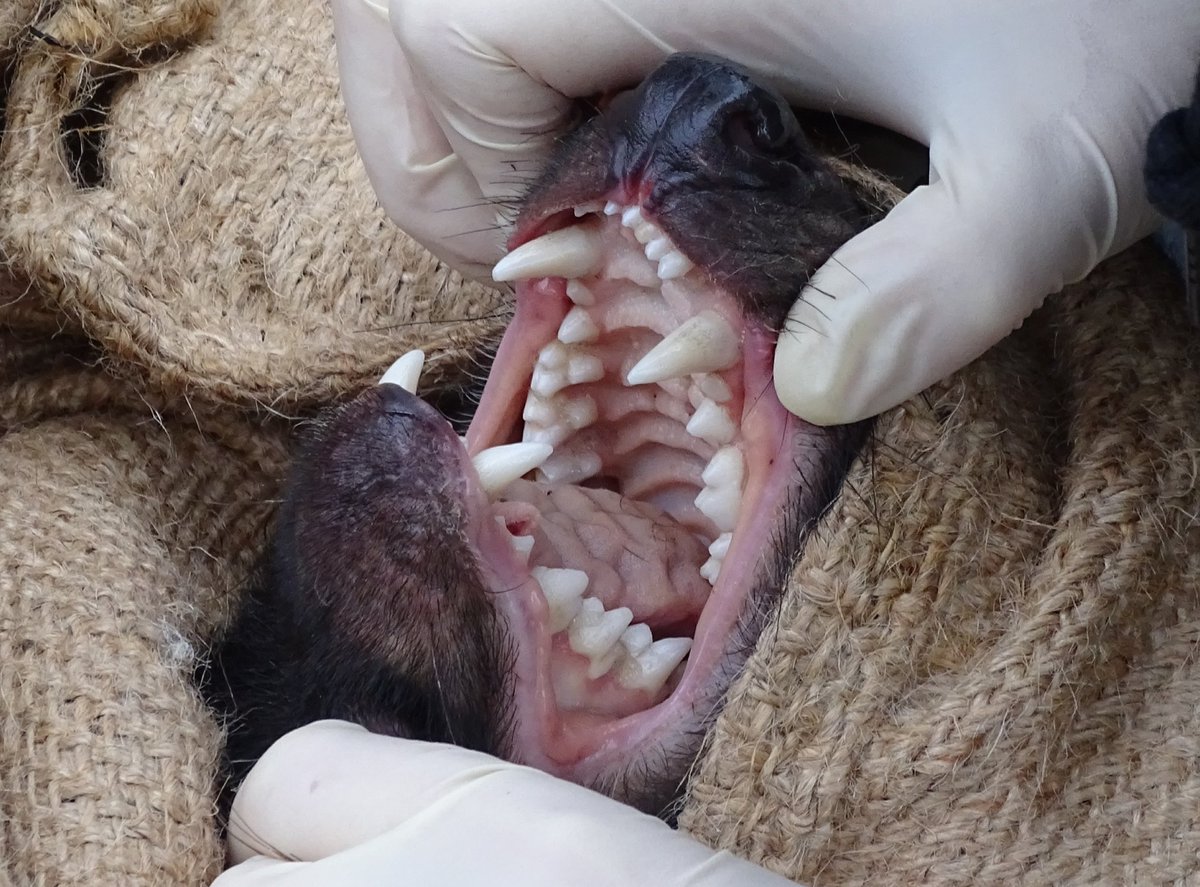 Not only do #TasmanianDevils have the strongest known bite-force of any living mammal, but their mouths are equipped with a barrage of spikes, blades, ridges and bone-crushing cusps - perfect for eating every part of a carcass. #fieldwork #Tasmania #MammalWatching #WildOz