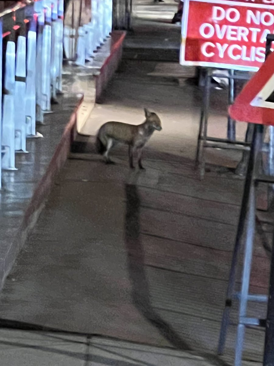 brettbb's tweet image. #londonfoxes