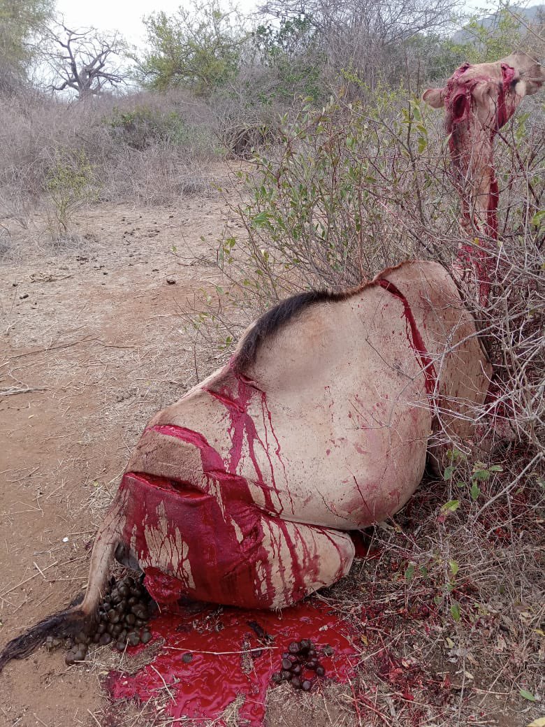Activista Garissa tweet media