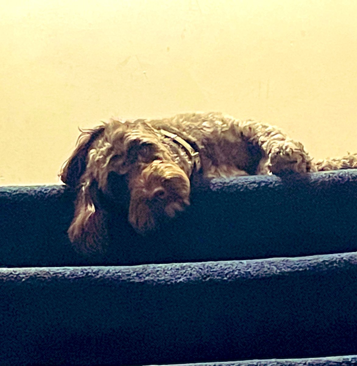 waltercockapoo tweet media