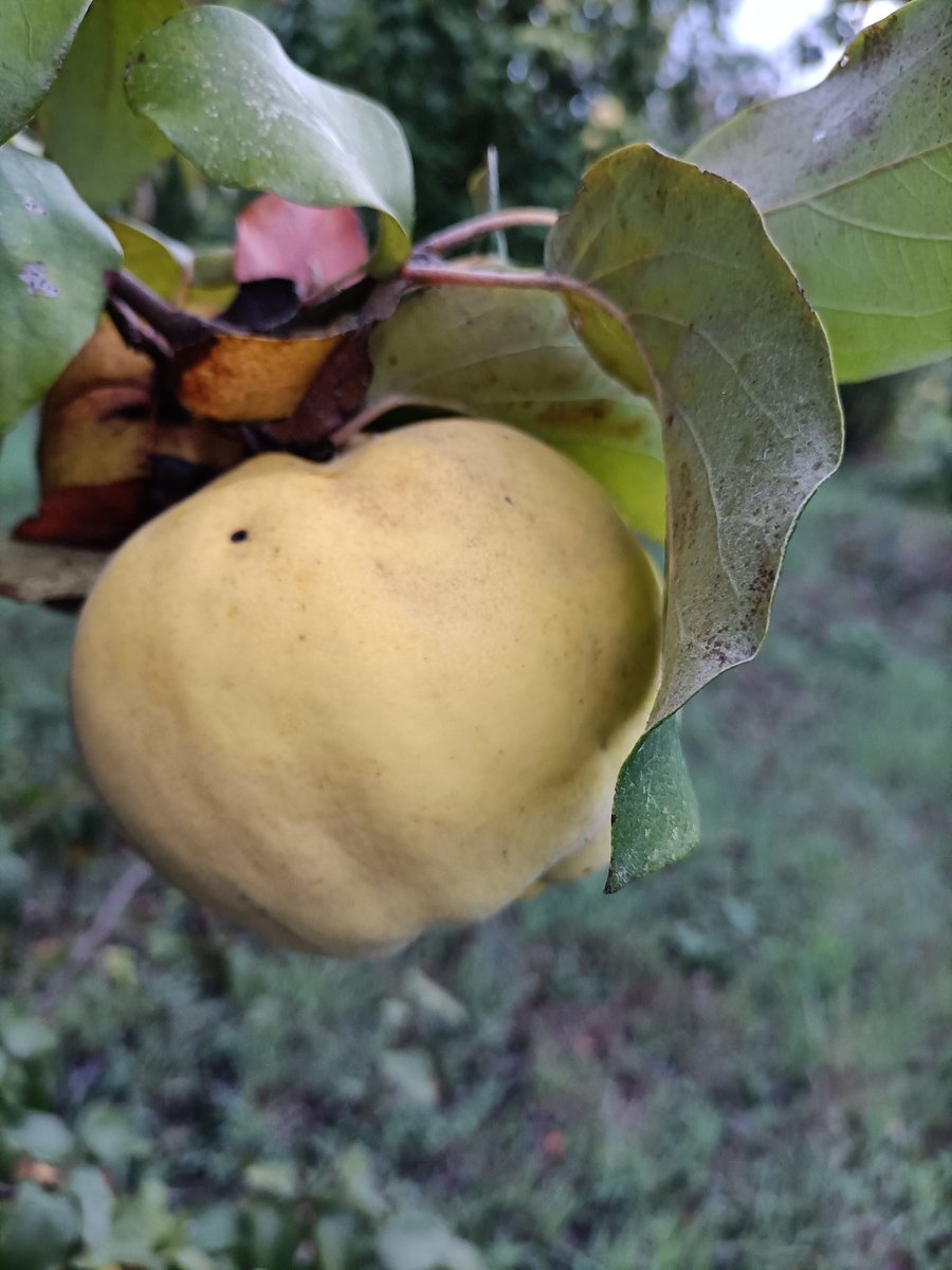 Imaginei-o lavado e despido, cortado ao meio, deitado num tabuleiro com açúcar mascavado, paus de canela, sumo de limão e algumas colheres de água, depois três quartos de hora dentro do forno do fogão a lenha da cozinha da minha mãe, e sorri. 
Memórias afectivas.