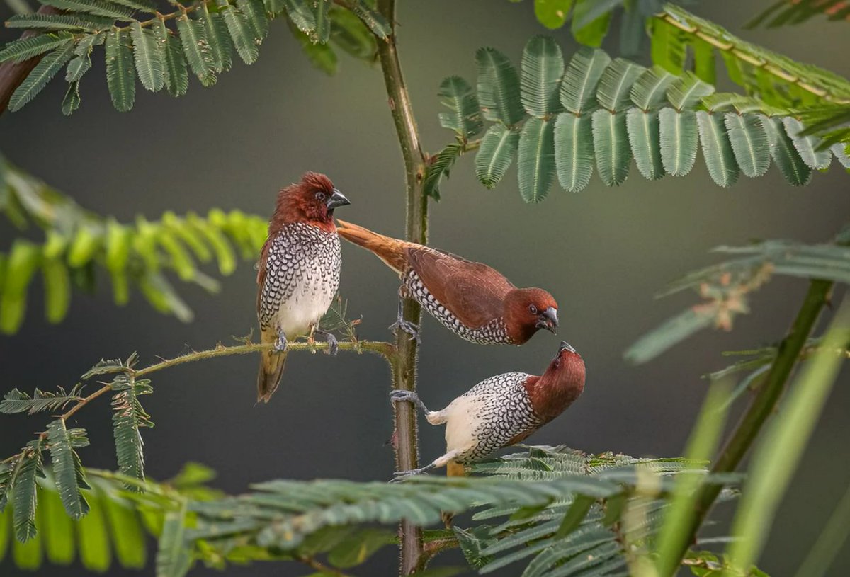What do you think these Scaly-breasted Munias are arguing about? Or maybe they are just 'talking' to one another. What a great interacting shot by Alfredo Irizarry, captured in Puerto Rica. #Didyouknow #birdsinteracting #wildbirds #birds #wildlifepic #wildlife #bestbirdshots