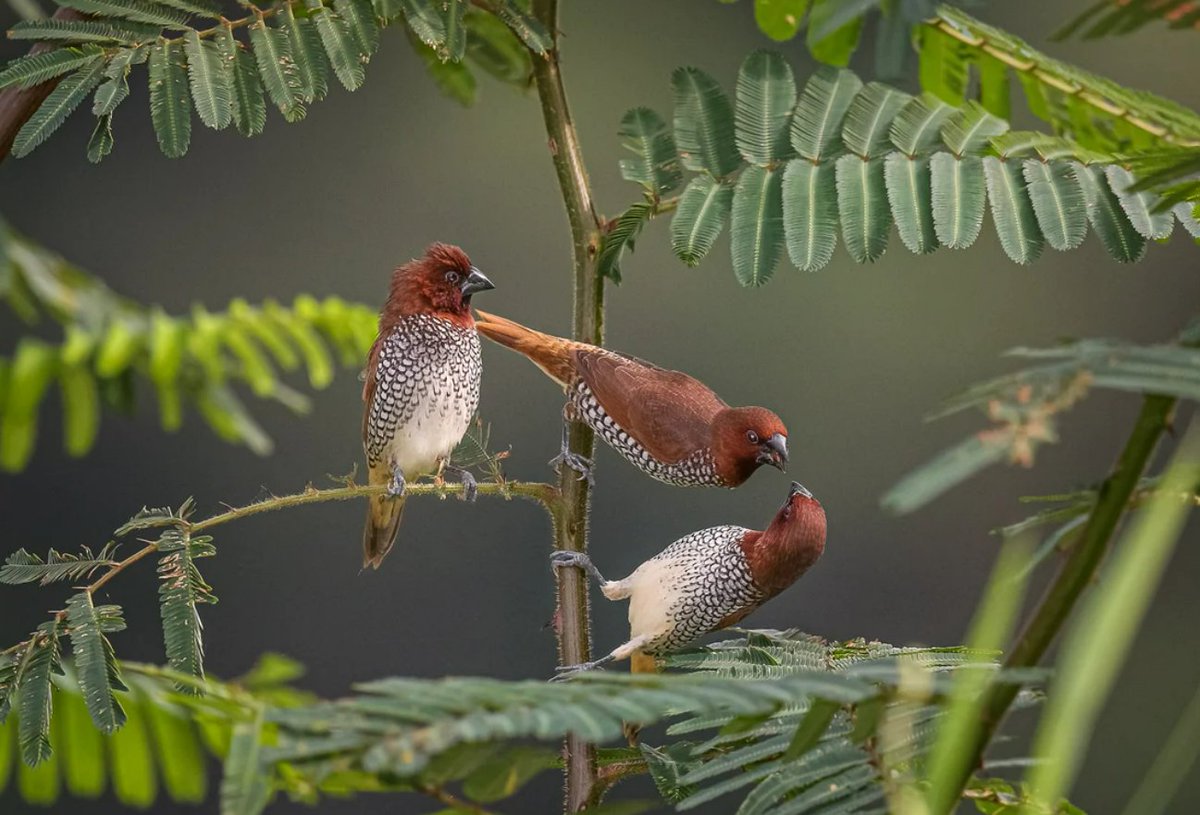 The Wild Bird Trust tweet media