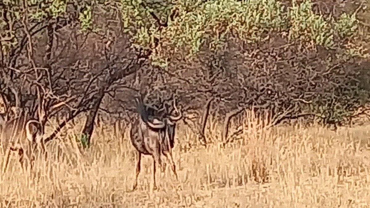 Early morning game drive around #dikhololo in the <a href="/ToyotaSA/">@ToyotaSA</a> #hilux #raider. Lots of good sightings along the way. <a href="/ToyotaCyon/">Clynton Yon</a> <a href="/lourens_natasha/">Natasha Lourens</a> <a href="/TechnoBokMedia/">TechnoBok</a> <a href="/DutchmanSeb/">Dutchman Seb</a> <a href="/News24Motoring/">News24 Motoring</a> <a href="/SAGMJ/">SAGMJ</a>