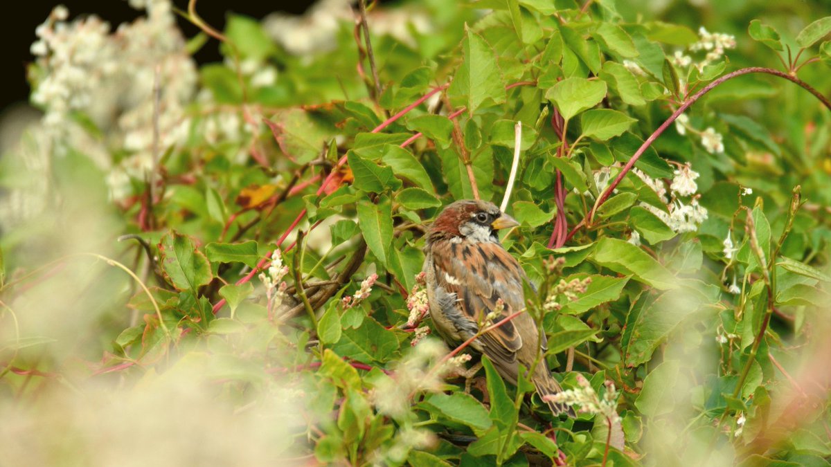 Looking to attract more #wildlife to your garden?🐦 Hedging or shrubs could be the answer! Why not try English Holly, Hawthorn, Cotoneaster, Guelder Rose, or Wild Privet?💮  
#thursdaythoughts #getplanting #toptips #gardeningadvice #plantoftheday #wildlifefriendly #mygarden