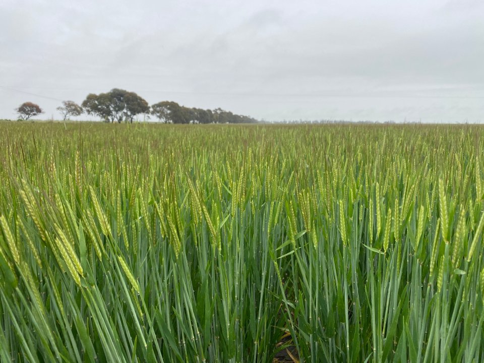 There are some pretty even crops around that are boggy  but this barley paddocks near Minyip has the potential for 6.5 t/ha