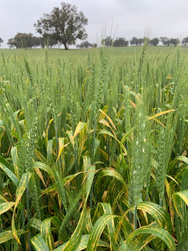 Most growers say their crops are 2-3 weeks later maturing this season. This wheat near Walbundrie NSW was flowering last week with potential yield of 5 t/ha