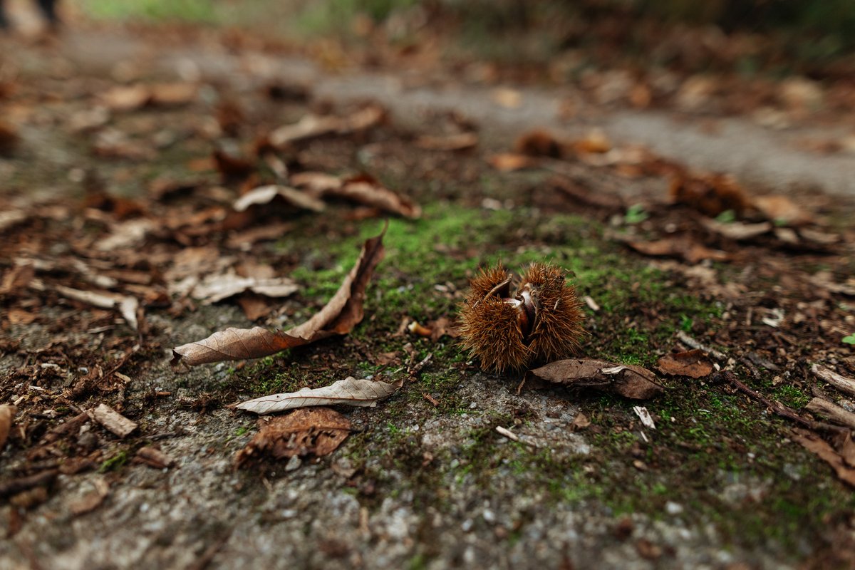 OUTONO NOS BOSQUES DE GALICIA, É TEMPO DE COLLEITA E LEDICIA!
Hoxe no noso blogue, falamos do #outono.
As #castañas anuncian a súa chegada e con elas prepáranse multitude de receitas, Coñeces o flan de castañas? 
Máis curiosidades na seguinte ligazón.
galiciaturismorural.es/.../outono-nos…...