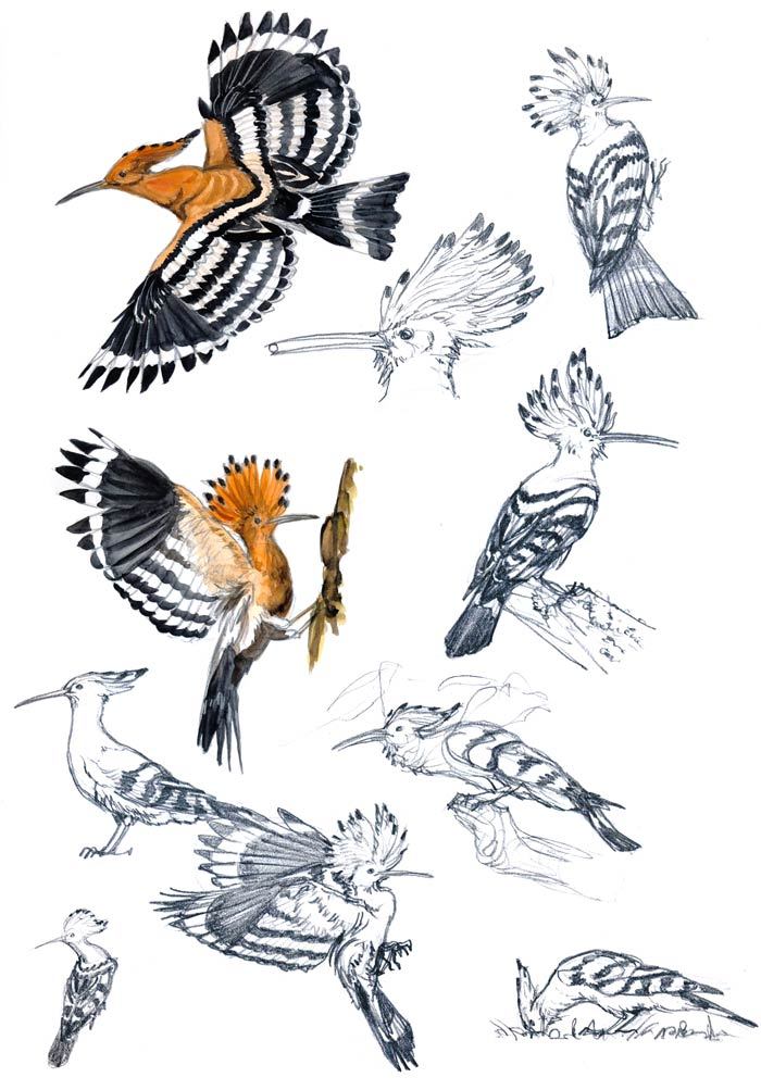holaivanvega's tweet photo. Bocetos y dibujos en un cuaderno de campo de una abubilla (Upupa epops)

Autor: underlives https://t.co/DTgSL34SxC