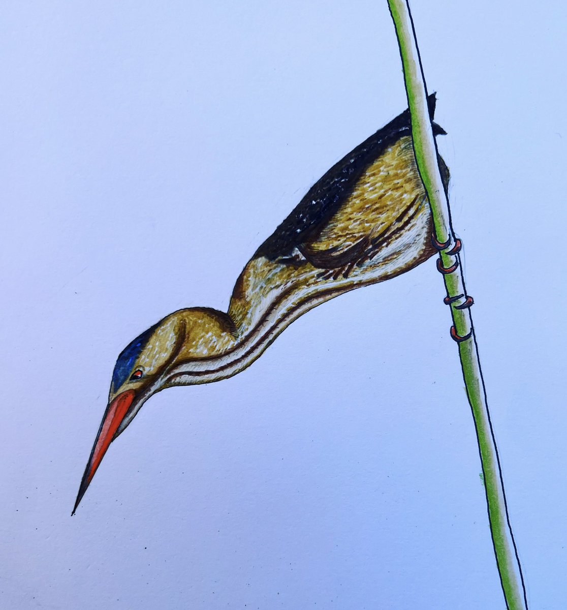 Stu_BroadleyEIC's tweet photo. #holidayart
#littlebittern
#penart
#contemporaryart 
#birdwatching
#uae https://t.co/jTDcClyLj8