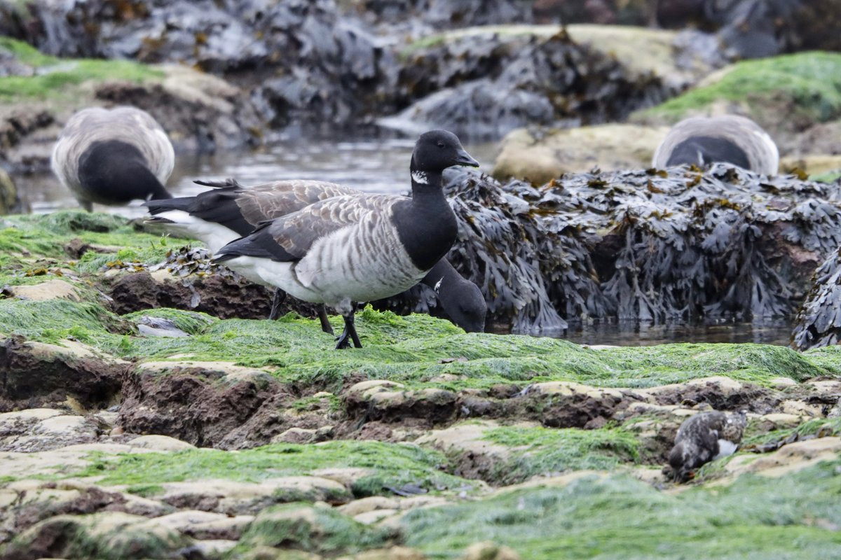 4 of the 6 Pale-Bellied Brent Goose that dropped onto the rocks at Hartlepool Headland late afternoon yesterday. Great spot by the gang up there as they flew in. @teesbirds1 @nybirdnews