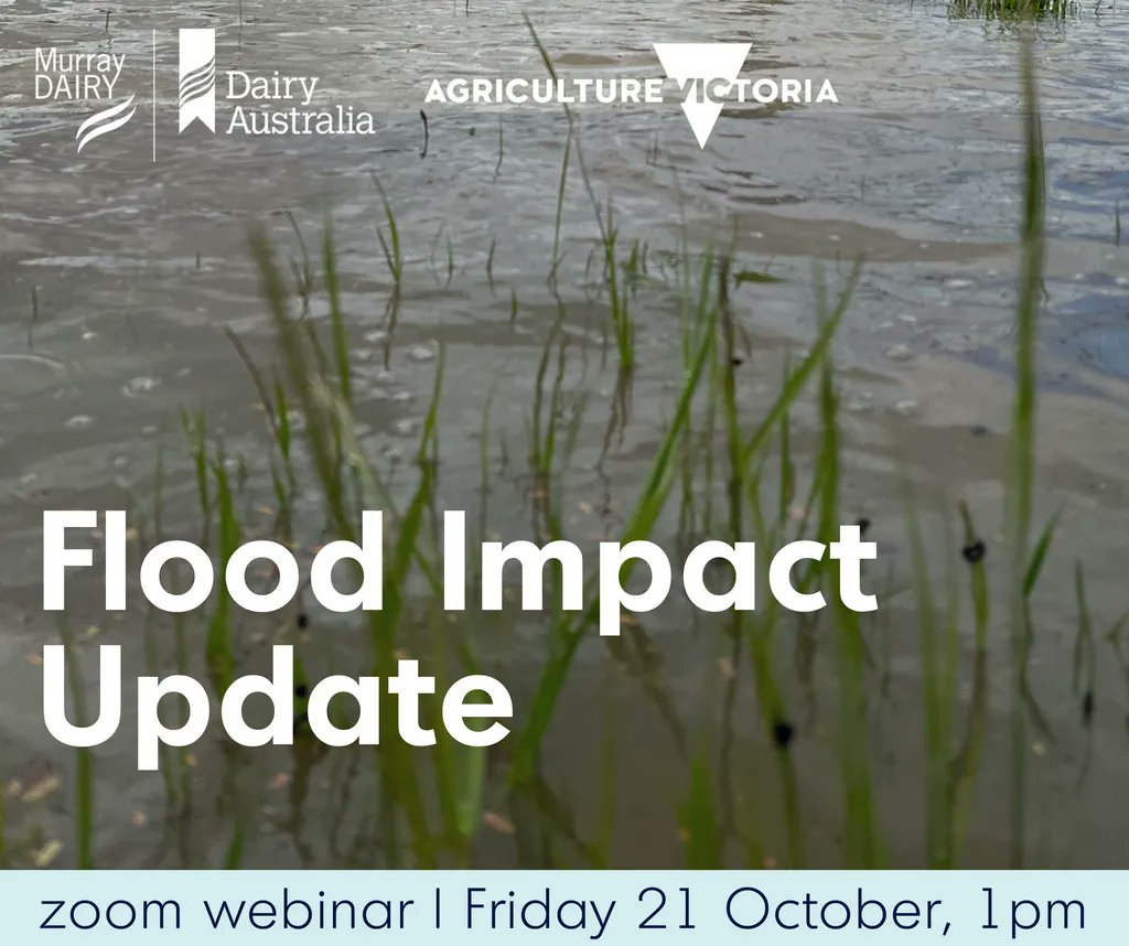 MurrayDairy's tweet photo. Join Murray Dairy and @VicGovAg for an online update on flood impacts to the dairying regions of northern Victoria and southern NSW.  

Friday 21 October 2022
1pm - 1.45pm 
Via, Zoom. 
Link to attend: https://t.co/5wm3wlfNqm https://t.co/CaWp05TKNe