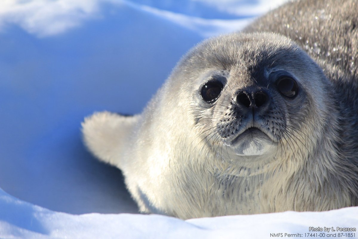 SeaChangeHeal's tweet photo. Safe sedation protocols are critical to safe and effective field work with any species. A new paper describes the use of midazolam and butorphanol to safely immobilize Weddell seal pups. 

Sea Change Health's Dr. Shawn Johnson is a co-PI on this project in #Antarctica. https://t.co/hRSWsavGeQ