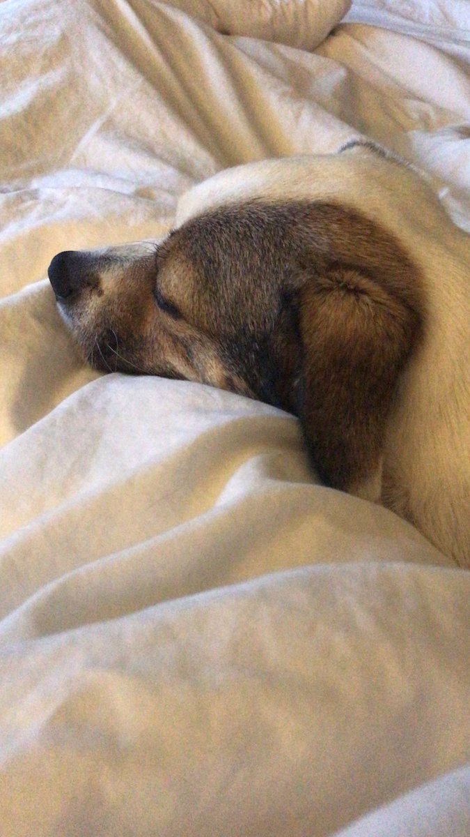 The feeling when a dog lays his head on you. 
“I’ve got you” x