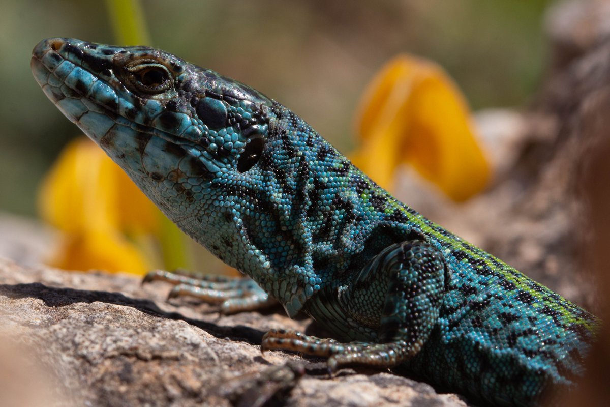 2 weeks left to apply for a postdoc (researcher) on evolutionary genomics in our group! 🧬🦎🇸🇪 lu.varbi.com/en/what:job/jo…