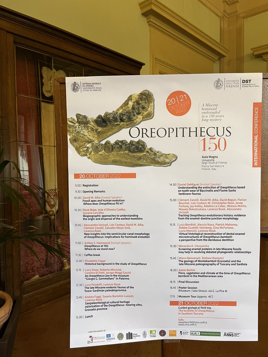 _martapina_'s tweet photo. Looking forward to know the last advances on the #Oreopithecus research! 🐒🦴
#Oreopithecus150
#MiocenePrimates
#fossils #palaeo
@LSBU_BioEng https://t.co/DCx2zHHUWJ