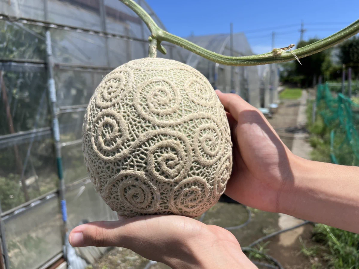 リアル「悪魔の実」！？再現度が高すぎる、「ゴムゴムの実風メロン」。