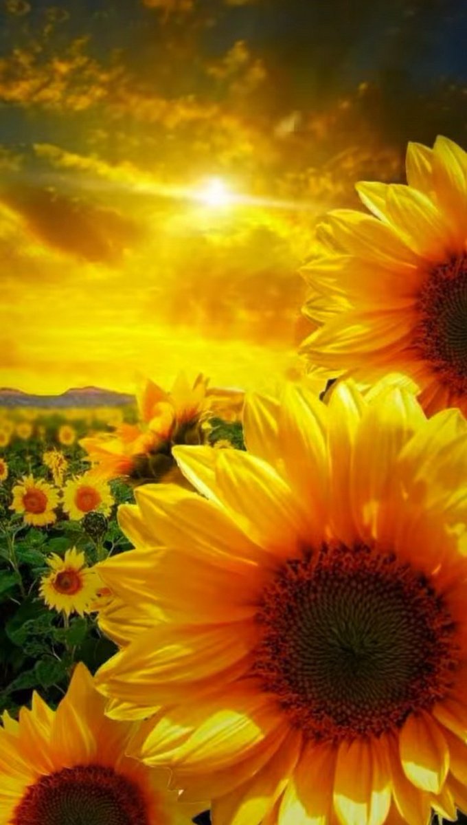 clicks1222's tweet photo. Photographers show me your yellow golden Shots 📸

I will start 

Let's support one another

Retweeting 🔃
#photography #photo #photographer 
Tap 👇🏼 https://t.co/pB8b96Id0v