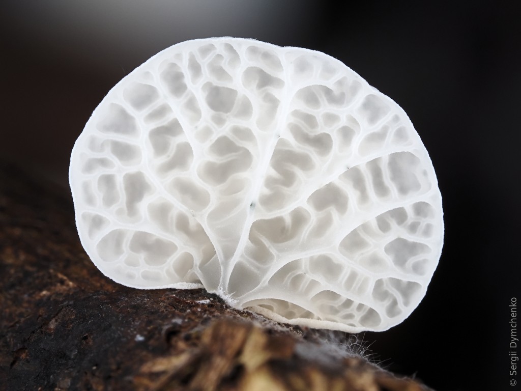 SDymPhoto's tweet photo. #fungus on Maui #Hawaii https://t.co/j8xzh1SQyk