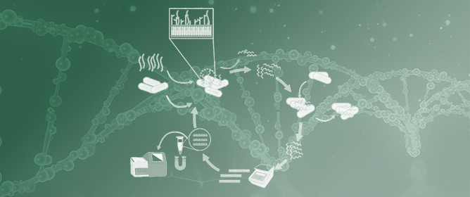 #TitleStory  

Welcome to read "Electrochemical #Aptasensor for the Detection of the Key Virulence Factor #YadA of Yersinia enterocolitica" by Maria G. Sande, et al.

👉 mdpi.com/journal/biosen…

#aptamer
#biosensor