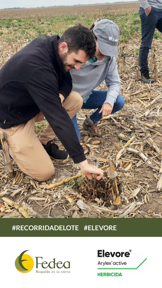 fedeaagro's tweet photo. Nos perfeccionamos💪
#Recorridadelote #Elevore

El Herbicida de @CortevaARG para el Control de #RamaNegra
en presiembra del cultivo de #Soja

👉🏼Nuestros ingenieros pueden asesorarte

#Controlmalezas #Herbicidas #asesoramiento https://t.co/cteMytM09g