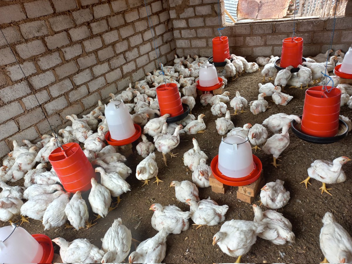 NanagirlPhala's tweet photo. A
We are feeding the nation with nutrition one chicken at the time
#youngfarmer #famelefarmer #makingfarmingfashionable #motherhen https://t.co/7bTX9PAFAX