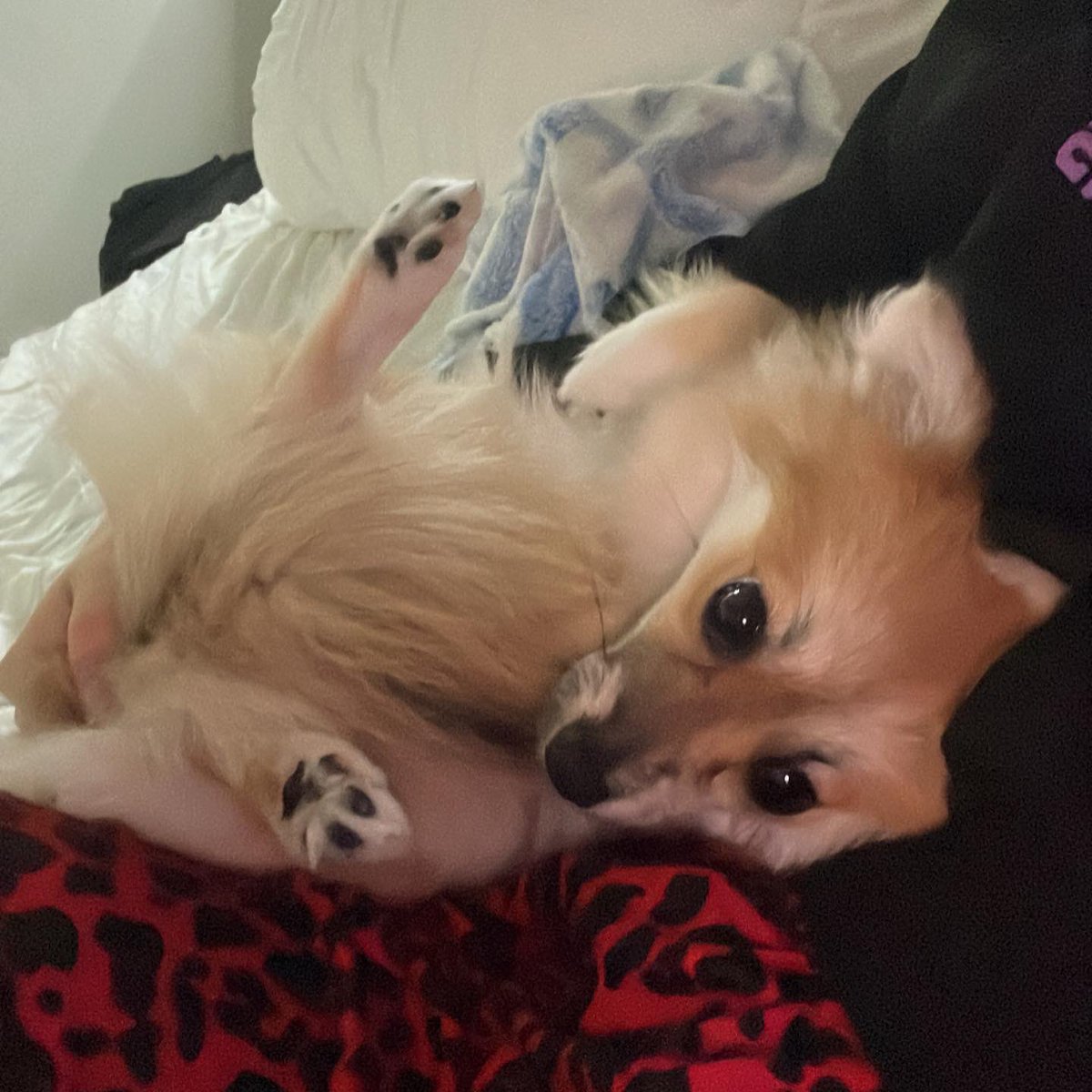 Jenn on Twitter "Stream is canceled today have to go to the doctor but