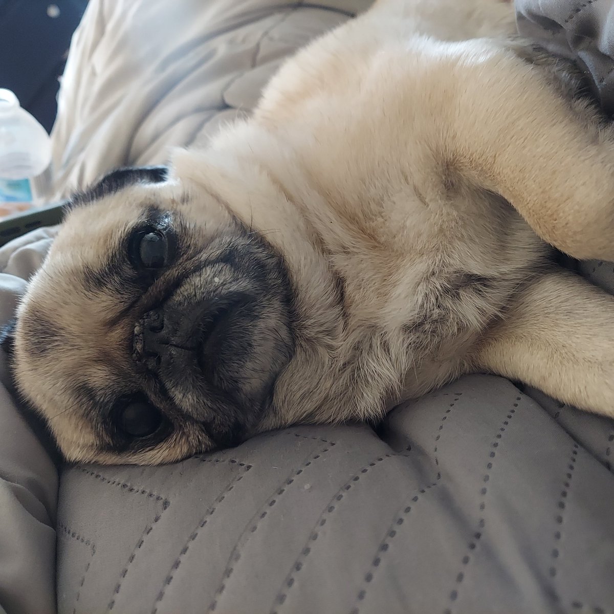 Time to wake up and get our Thursday on Miss Emma! We gots work to do! #workfromhome #att #lifeatatt #teamcando #winas1fam #tde #attemployee #keepswimming