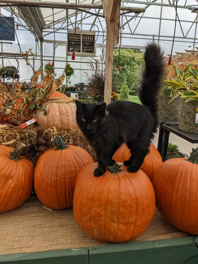 CatWorkers's tweet photo. https://t.co/OAPINzm243