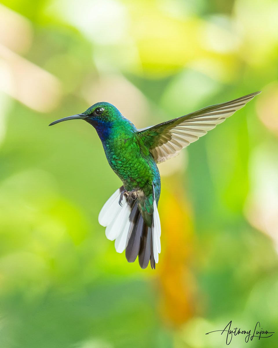 anthonylujan's tweet photo. Loving the background colors against the White-tailed Sabrewing.
Tobago
Sony A1 - Sony 600mm
#WhitetailedSabrewing #Sabrewing #NearThreatened #Redlist #birdingTrinbago #birdsoftrinidadandtobago #hummingbird #nuts_about_birds #earthcapture #nature #hummingbirdsofTrinidadandT... https://t.co/gLQ7FbIfun