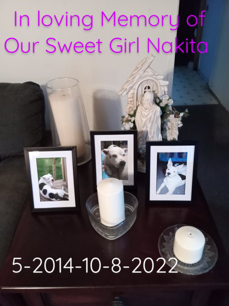 DebbieL26466114's tweet photo. On Oct. 8, 2022 I had to say goodbye to my sweet girl Nakita. She was so much more than just a dog. She was family and she was dearly loved and now sorely missed. R.I.P. Sweet Girl Nakita 5-2014-10-8-2022 #pitbullfamily https://t.co/eYpBWwpvr5