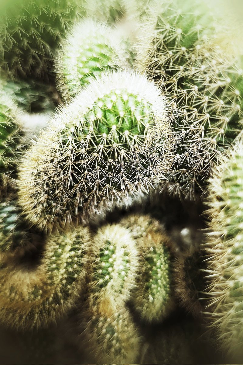 Alfredo_bcn's tweet photo. La imagen del día con el teléfono móvil: Pinchos.
#alfredobcn #lafotodeldia #photooftheday #cactus #pinchos https://t.co/wBhtmjEW1j