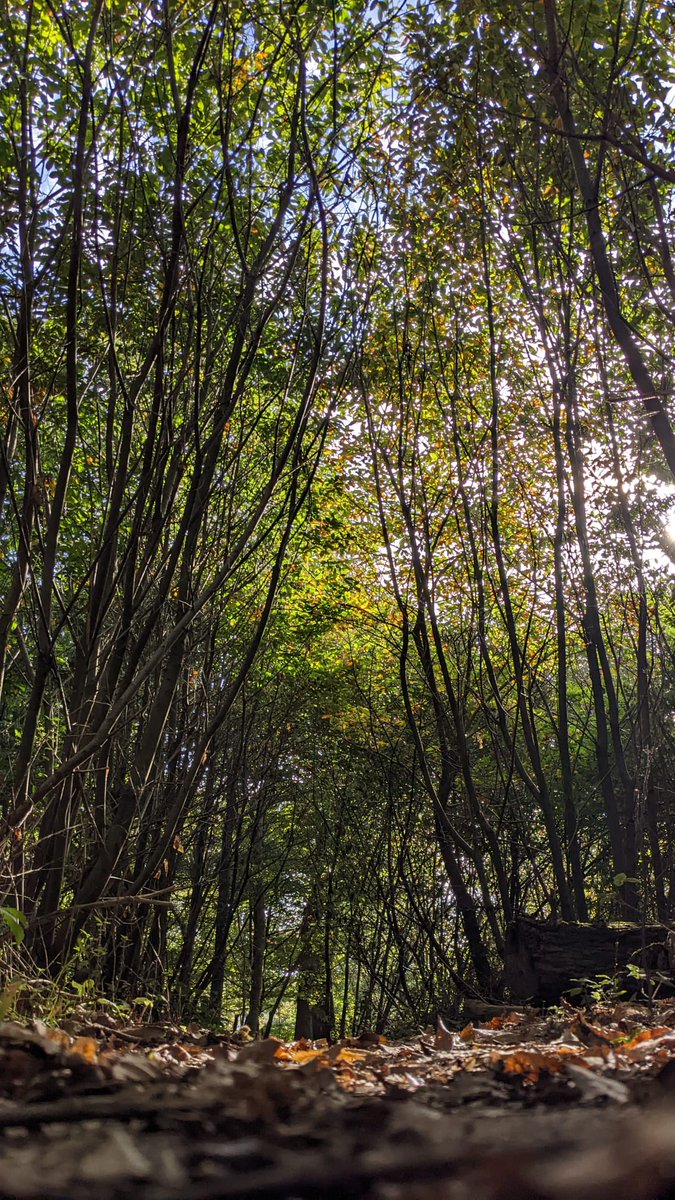 CRTWildlife's tweet photo. The woodlands at Pierrepont were looking magical yesterday. The leaves are beginning to change and the variety of colours is amazing.
You can see this for yourself during the woodland trail at Crafts in the Courtyard next week https://t.co/EoDSjVyEqs https://t.co/bDc50H2kGR
