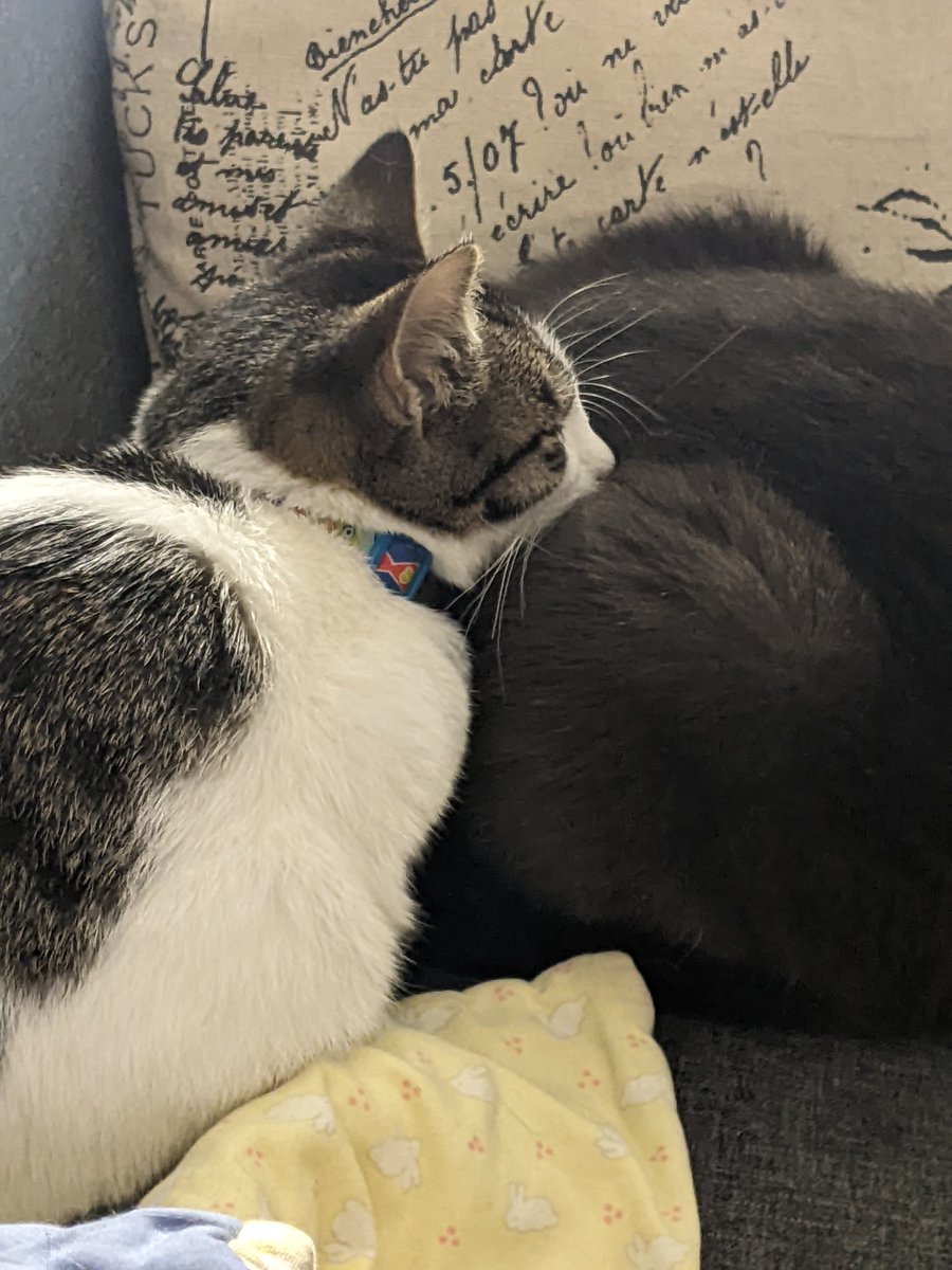 Deborah Coombs tweet media