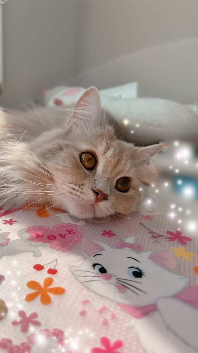 憧れのマリーちゃんと共演♡
#マリー #おしゃれキャット #ディズニー