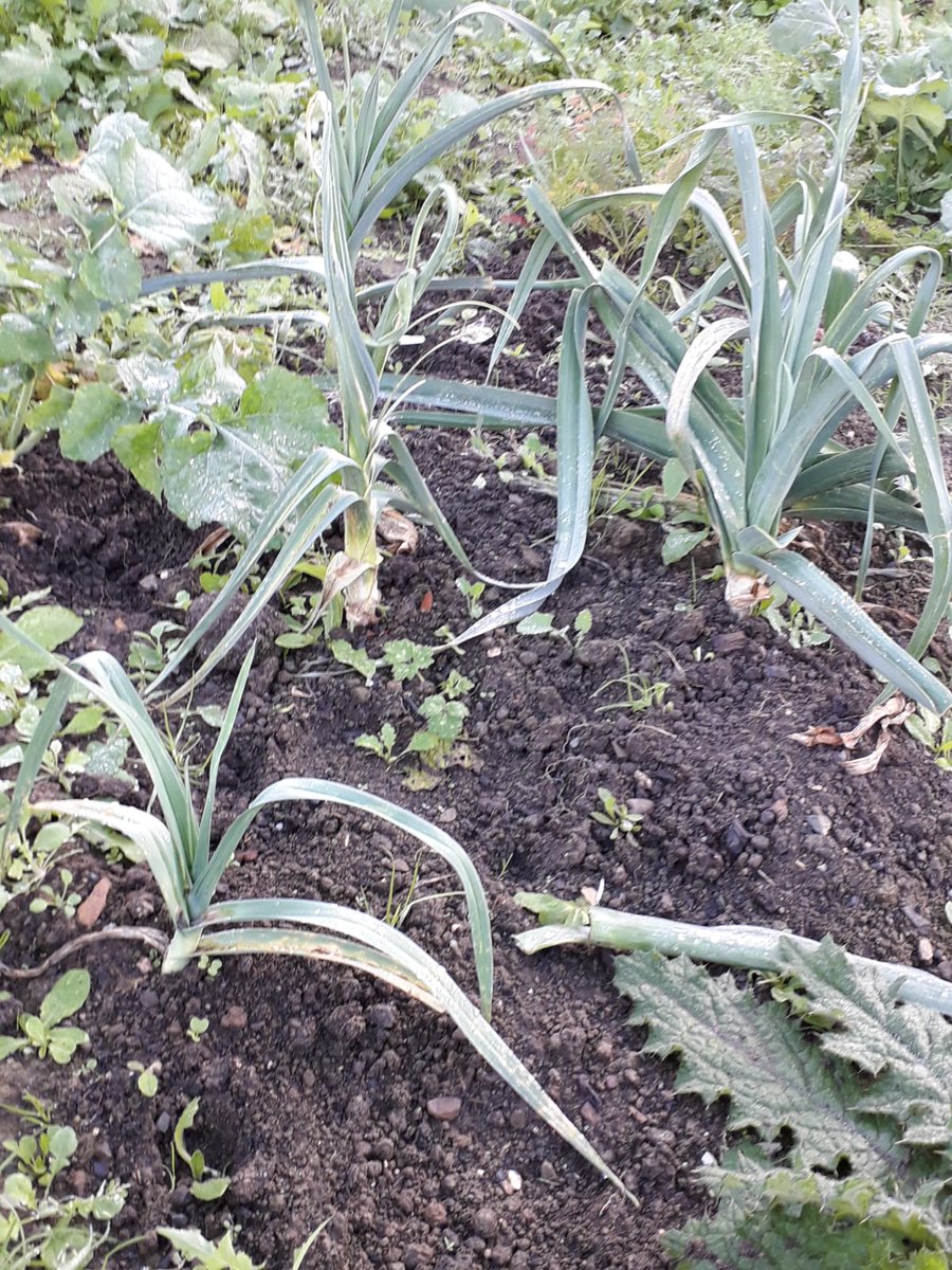 TaplinsFields's tweet photo. We're running from 6pm-7pm tonight! Any new faces thinking about coming down, feel free to pop in for some winter prep, mushroom workshops and composting 🍄 https://t.co/DppMXulZSu