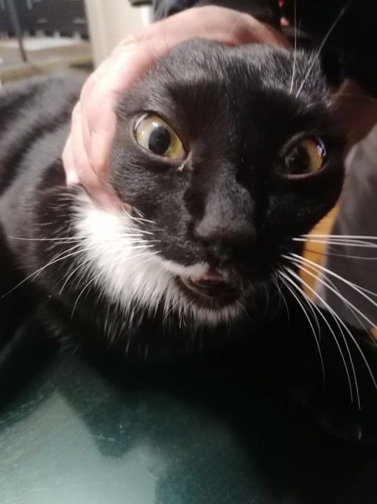 Cats with their heads held back (@catsheld) on Twitter photo 