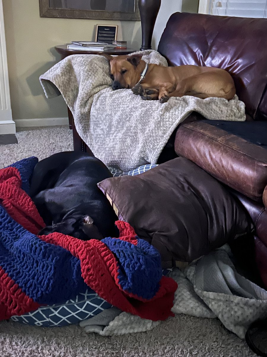 Jayhawk96's tweet photo. Such peaceful late morning sleepers. So innocent, you might not know they are dastardly fence picket busting bandits in daylight hours. #miloandastrokc https://t.co/qGcV7Qm5Fz