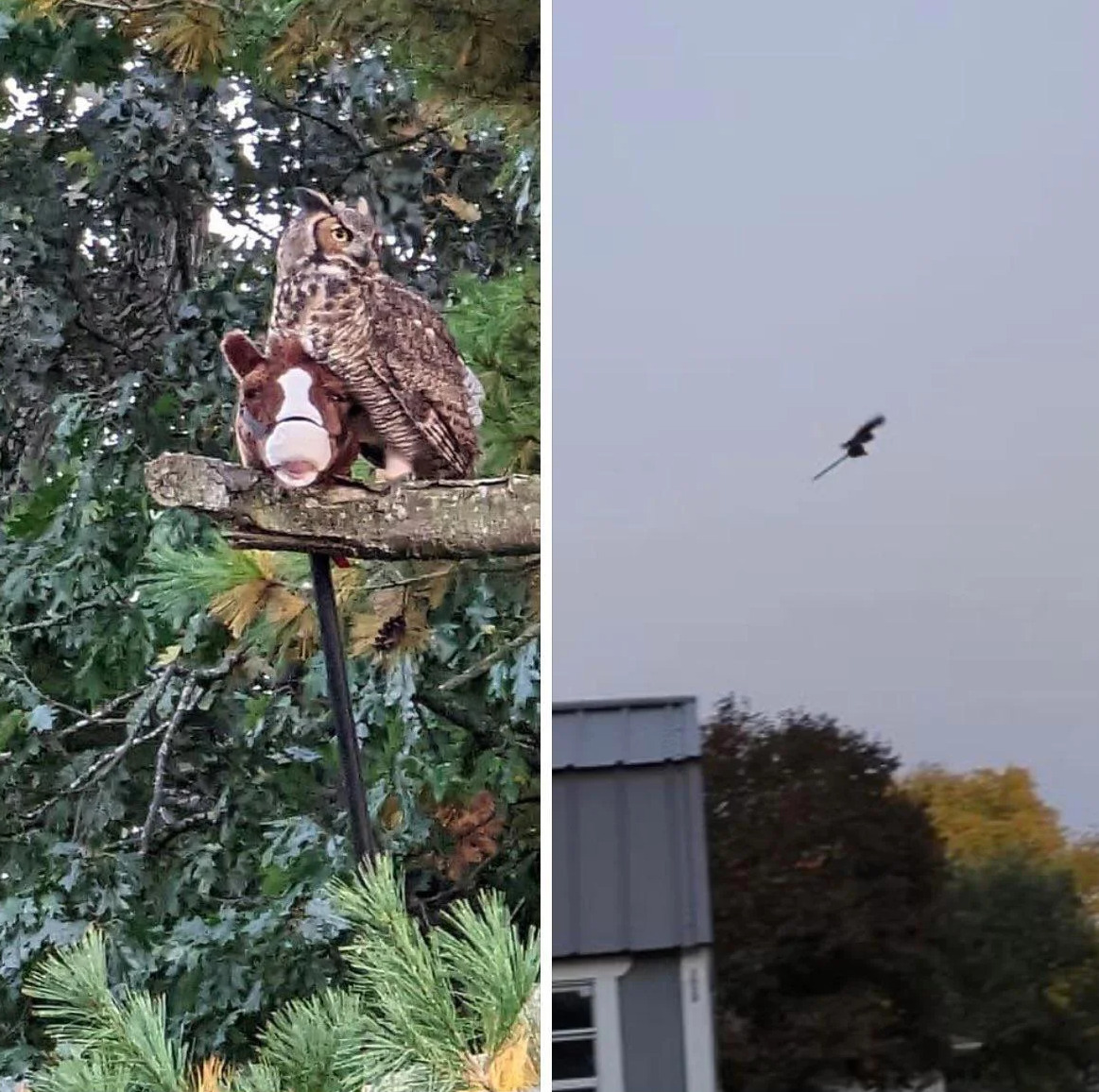 AHappierDay's tweet photo. This owl captured child's hobby horse and carries it around the town https://t.co/x7DoK0MIq3