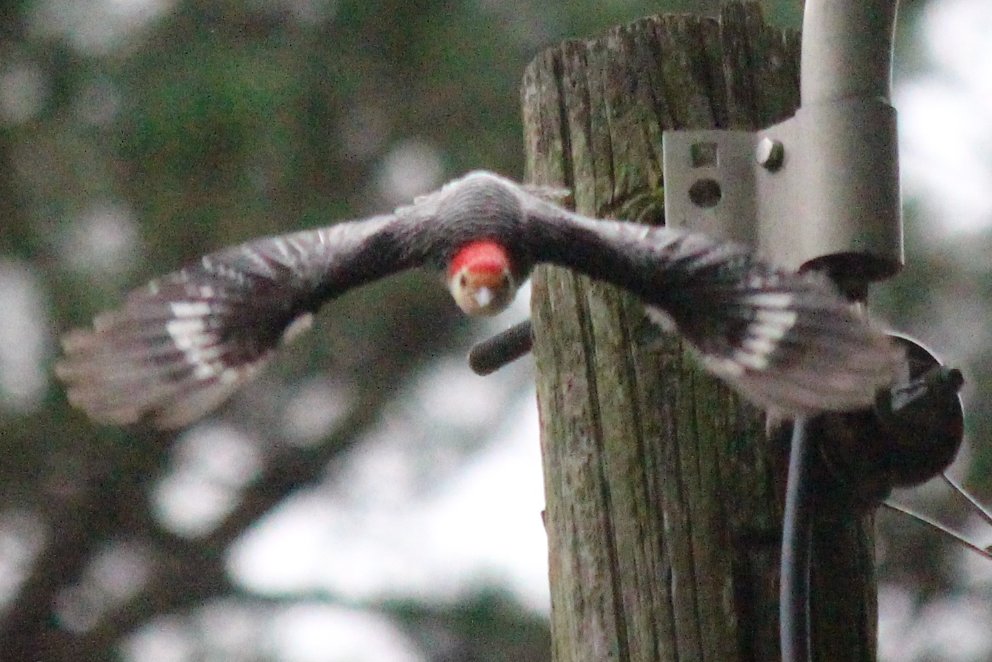 sputterfuss6's tweet photo. #bird #birdtwitter #photography #flight #woodpecker #cominatcha https://t.co/XoHAF30Vi0