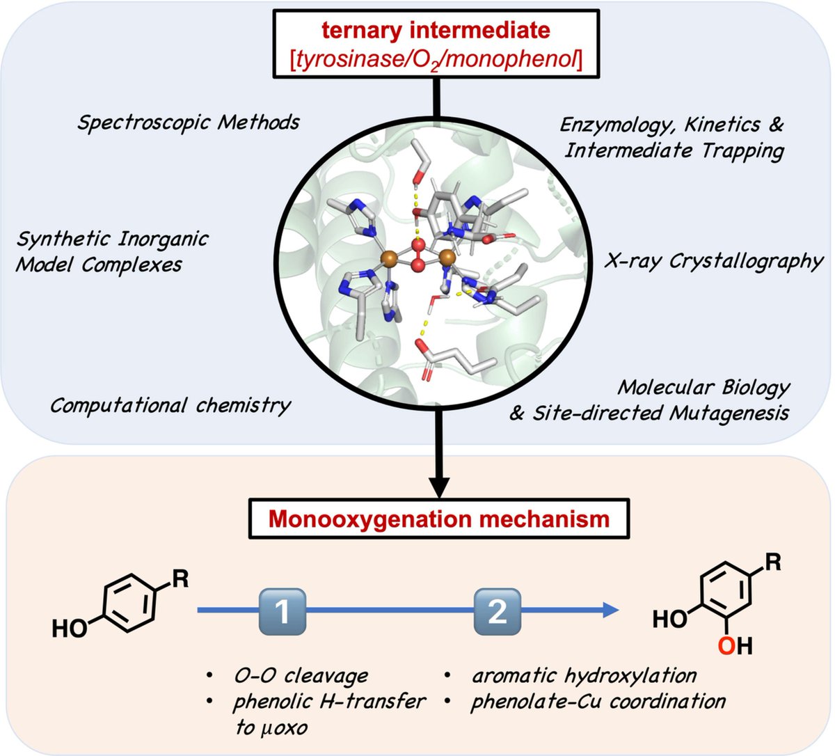 FEBS_Letters's tweet image. ✳ New mechanistic insights into coupled binuclear copper #monooxygenases from the recent elucidation of the ternary intermediate of #tyrosinase

Perspective🖊 Ioannis Kipouros &amp;amp; Edward Solomon @Stanford @StanfordUChem 

➡bit.ly/3F2pTdT

#enzymology #enzymecatalysis