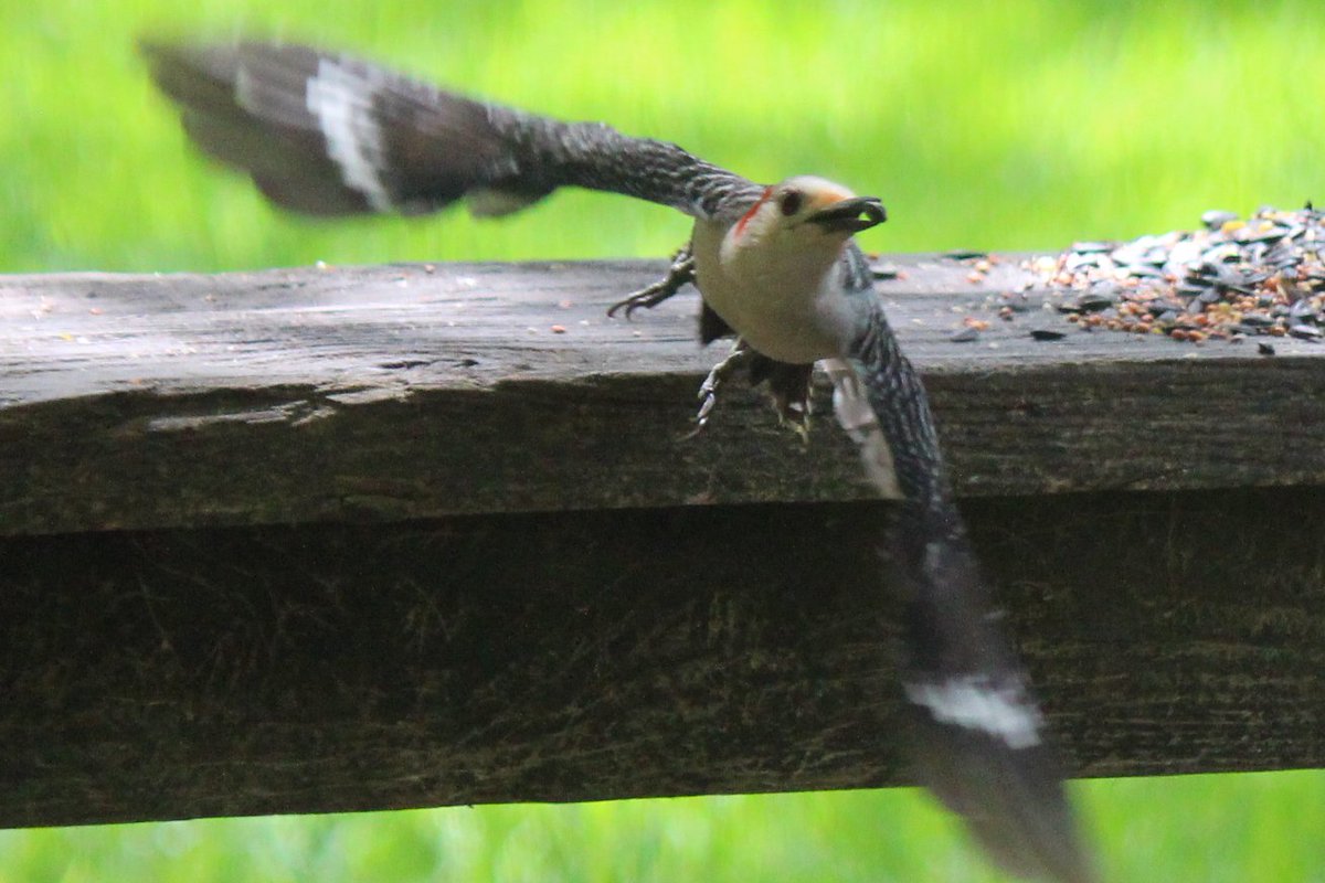 sputterfuss6's tweet photo. #bird #birdtwitter #photography #flight #woodpecker #cominatcha https://t.co/OD5kpBrsqs