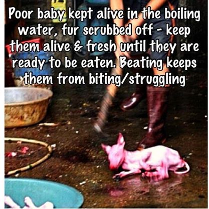 Occupy UN 4 Animals tweet media