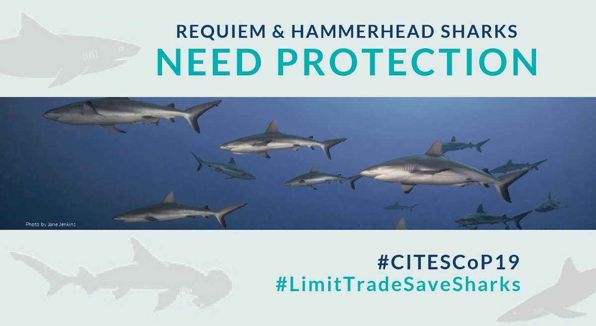 SharkTrustUK's tweet photo. Unsustainable trade in requiem sharks is driving them to extinction.
RT if you agree: world leaders at #CITESCOP19 must vote YES for sharks and rays and act to #LimitTradeSaveSharks!
#CITES4Sharks🦈
https://t.co/DmUdEUDeVZ
