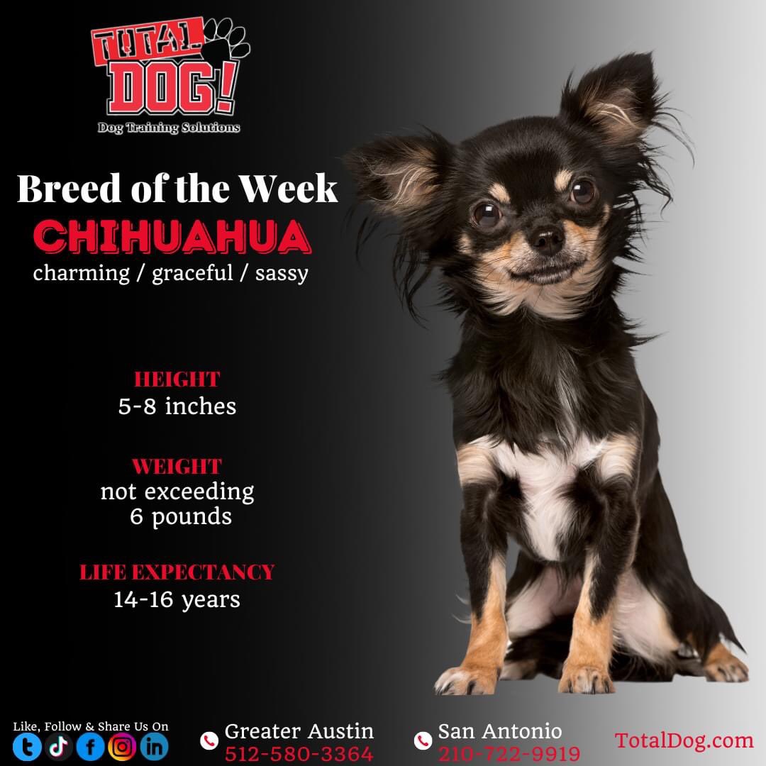 Total_Dog's tweet photo. The Chihuahua holds the record for being the tiniest dog in the world. Chis are charming, smart, and sassy. Chihuahuas are affectionate and devoted companions who take pleasure in cuddling up on their owners' laps during their spare time. https://t.co/XyW2CuYAso