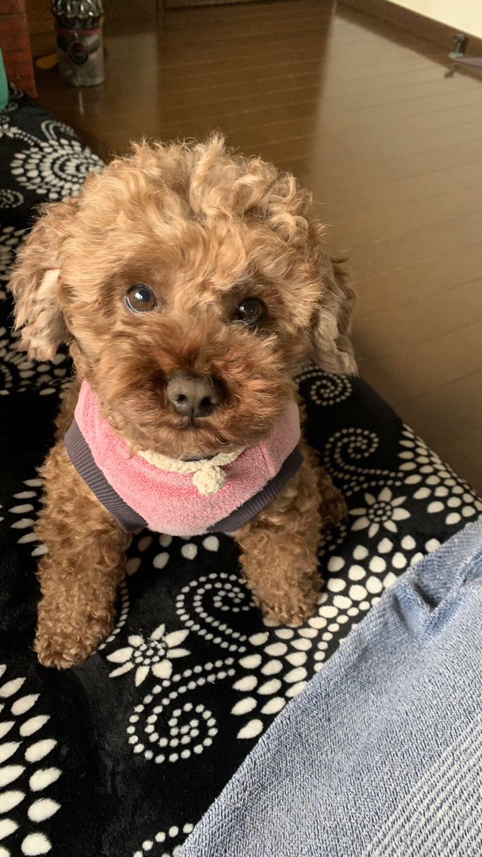 aroi96's tweet image. 供血犬を募集した際は沢山の方にリツイートいいねして頂き、誠に感謝していると同時にまだまだこの世の中も捨てたものじゃないと感じました。
ロイは貧血はなんとか乗り越えて、抗がん剤治療も行っていましたが、本日雲ひとつない晴天の日を選んで空へと旅立ちました。本当にありがとうございました！