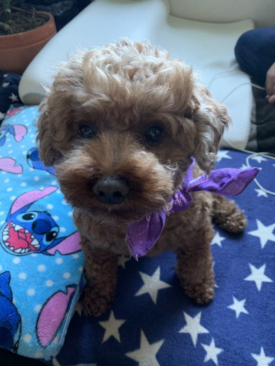 aroi96's tweet image. 供血犬を募集した際は沢山の方にリツイートいいねして頂き、誠に感謝していると同時にまだまだこの世の中も捨てたものじゃないと感じました。
ロイは貧血はなんとか乗り越えて、抗がん剤治療も行っていましたが、本日雲ひとつない晴天の日を選んで空へと旅立ちました。本当にありがとうございました！